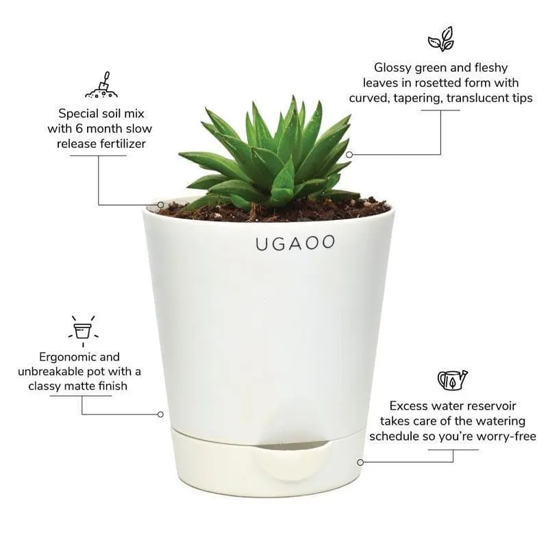 Ugaoo Haworthia Turgida media 4