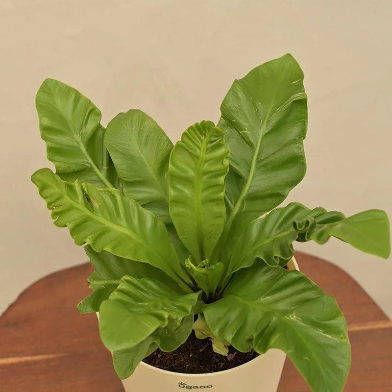 Ugaoo Cobra Fern Natural Live Indoor Plant - Medium media 5