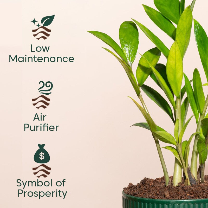 Kyari Zamia Green with Self Watering Pot - Green media 4