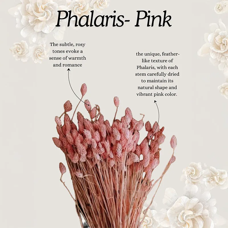 Dried Phalaris Flower Stick (Pink) - Set of Thirty media 5