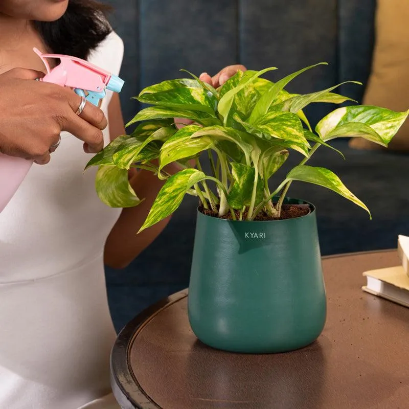 Kyari Money Plant Variegated With Self Watering Pot - Blue media 4