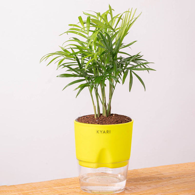 Kyari Chamaedorea elegans With Self Watering Pot - Yellow media 6