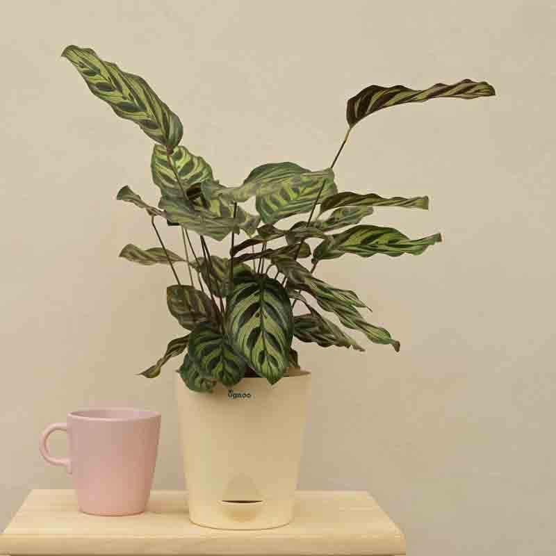 Ugaoo Peacock Plant media 4