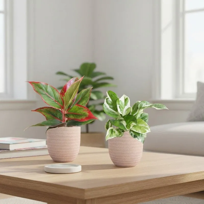 Greenkin Aglaonema Lipstick & Njoy Live Plants (Ivory) - Set Of Two media 1