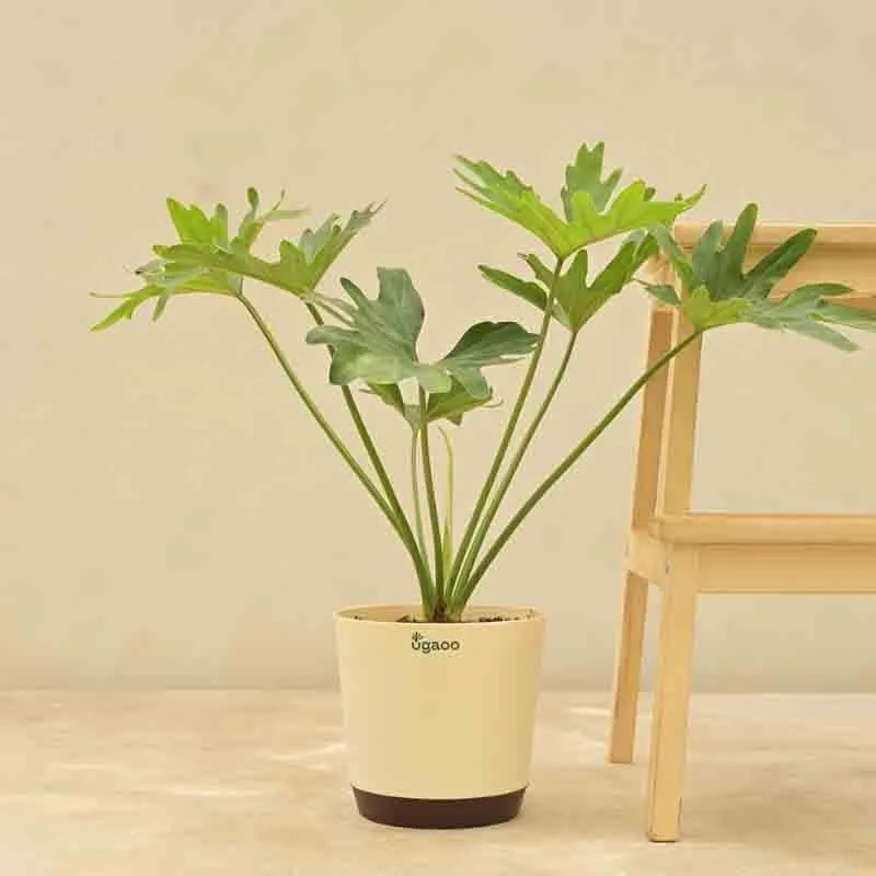 Ugaoo Philodendron Selloum Plant media 6