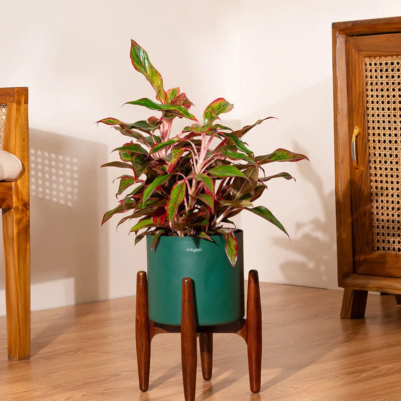Kyari Agalonema Lipstick Plant With Metal Pot (Green) - 2 Feet media 1