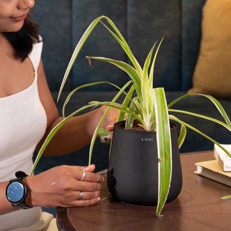 Kyari Spider Plant With Metal Self Watering Pot - Black media 4