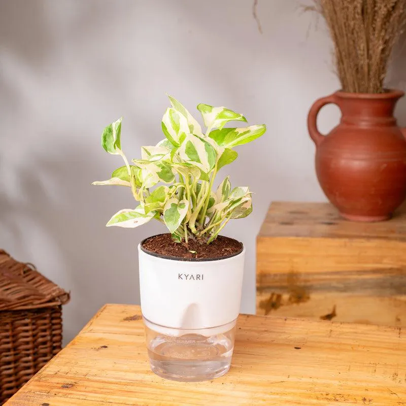 Kyari Money Plant With Self Watering Pot - White media 3