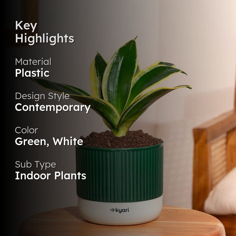 Kyari Golden Hahnii Snake Plant with Self Watering Pot - Green media 2