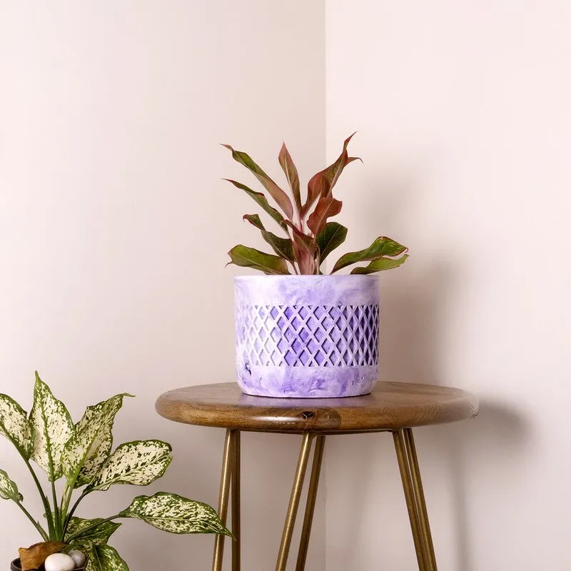 Diemona Planter - Purple media 2