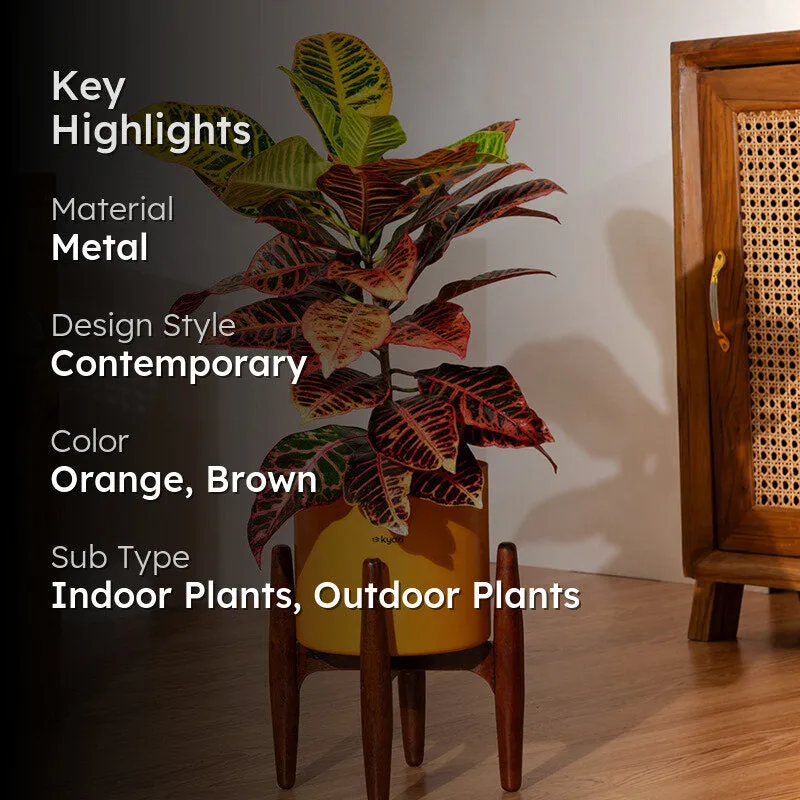 Kyari Croton Petra Plant With Metal Self Watering Pot (Orange) media 2