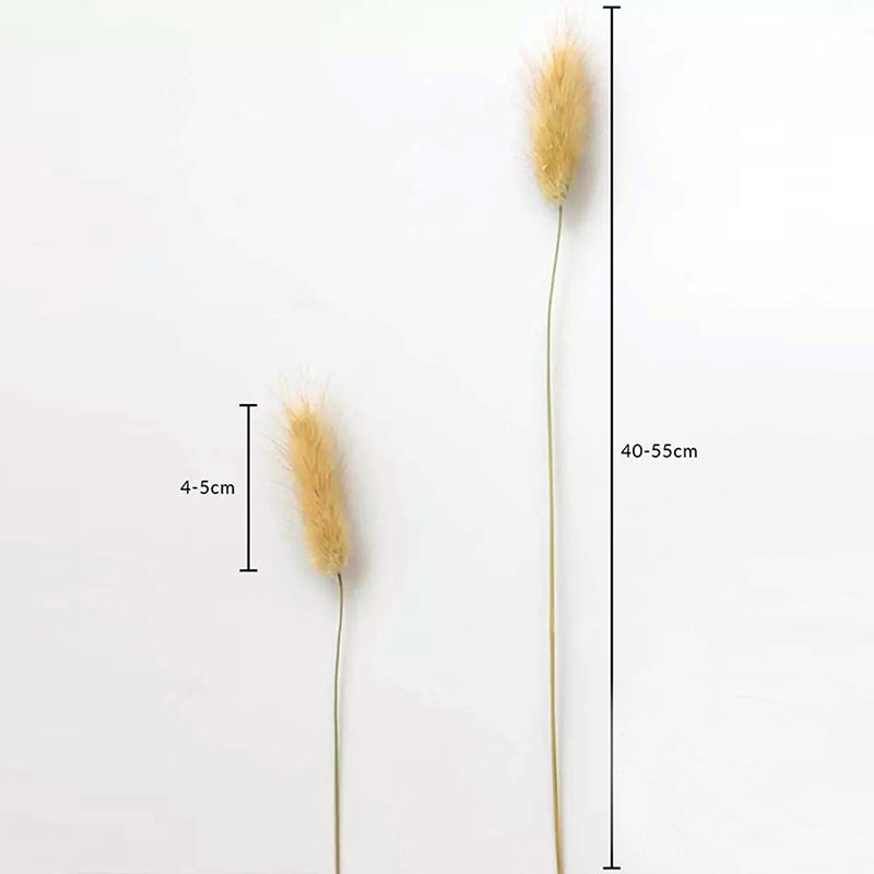 Cloudtail Dried Bunny Tail Stem (Beige) - Set Of Sixty media 6
