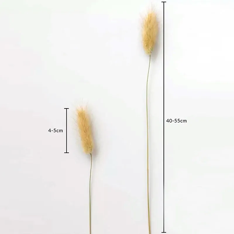 Cloudtail Dried Bunny Tail Stem (Beige) - Set Of Sixty media 6