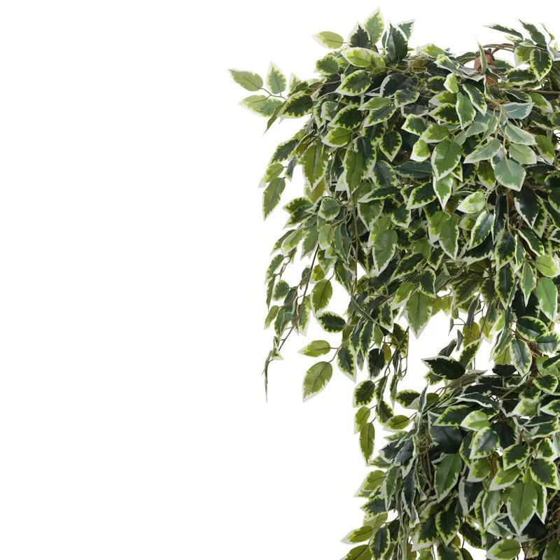 Artificial Variegated Ficus Bonsai With Black Plastic Pot 5.5 ft media 6