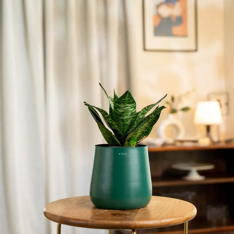 Kyari Snake Plant With Metal Self Watering Pot - Green media 1
