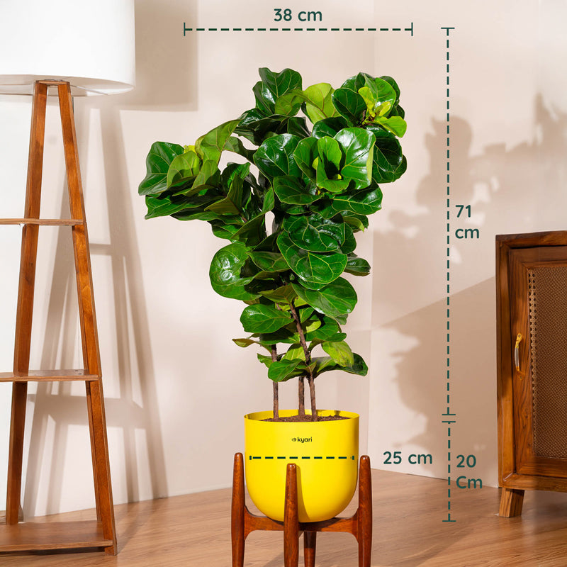 Kyari Bambino Plant With Metal Self Watering Pot (Yellow) - 2.4 Feet media 5