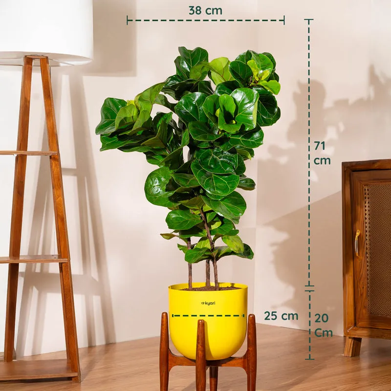 Kyari Bambino Plant With Metal Self Watering Pot (Yellow) - 2.4 Feet - 5