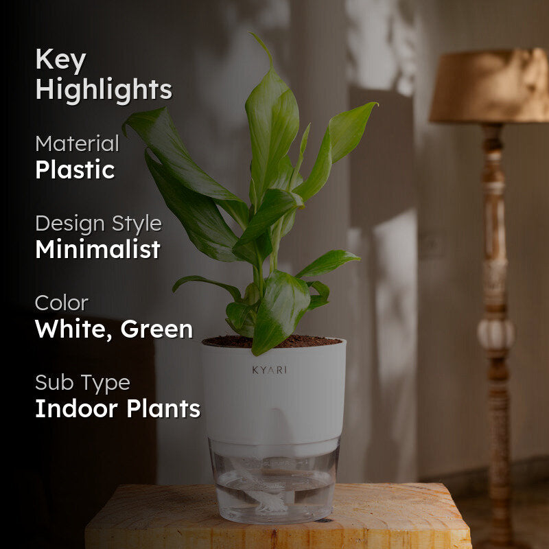 Kyari Peace Lily Plant With Self Watering Pot - White media 2