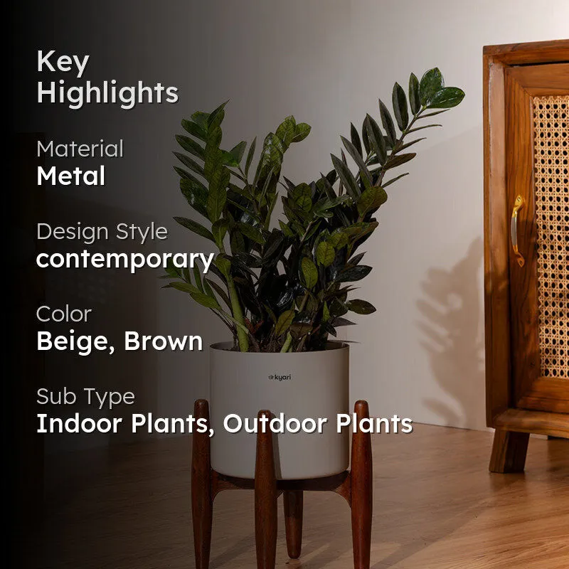 Kyari Black ZZ Plant With Metal Self Watering Pot (Beige) - 2 Feet media 2