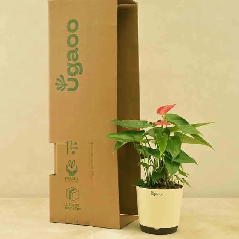 Ugaoo Anthurium Red Flamingo Plant - Big media 6