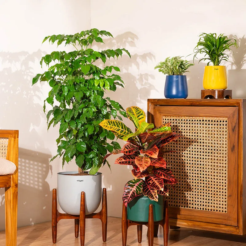 Kyari Croton Plant With Metal Self Watering Pot (Beige) - 2 Feet media 4