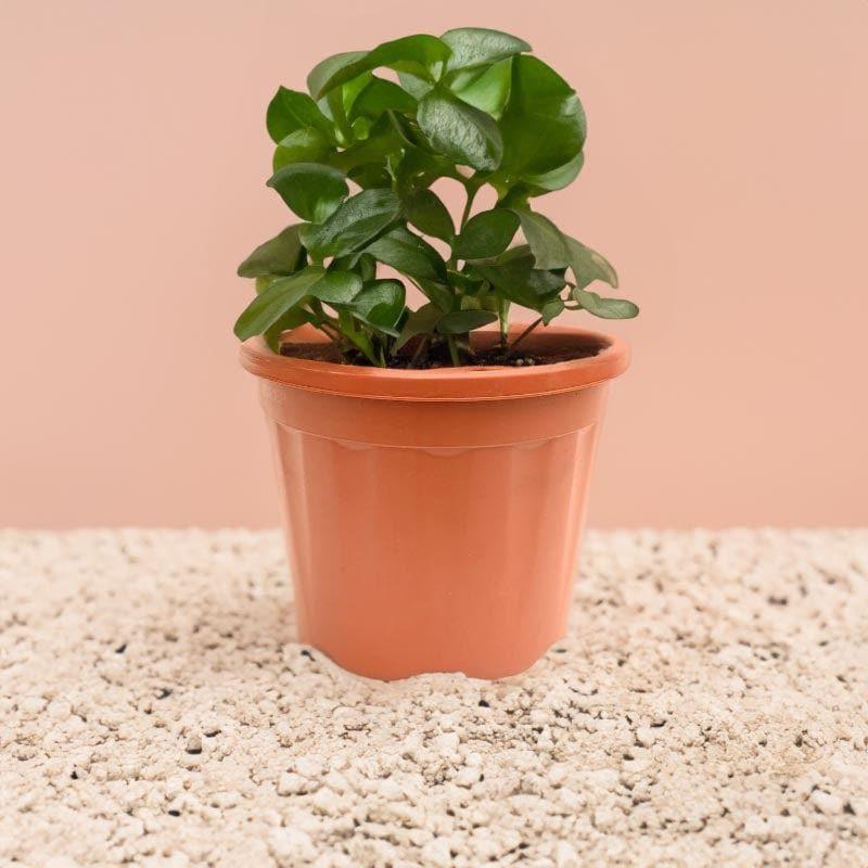 Ugaoo UV Treated Brown Plastic Pot (35 CM) - Set Of Three media 3