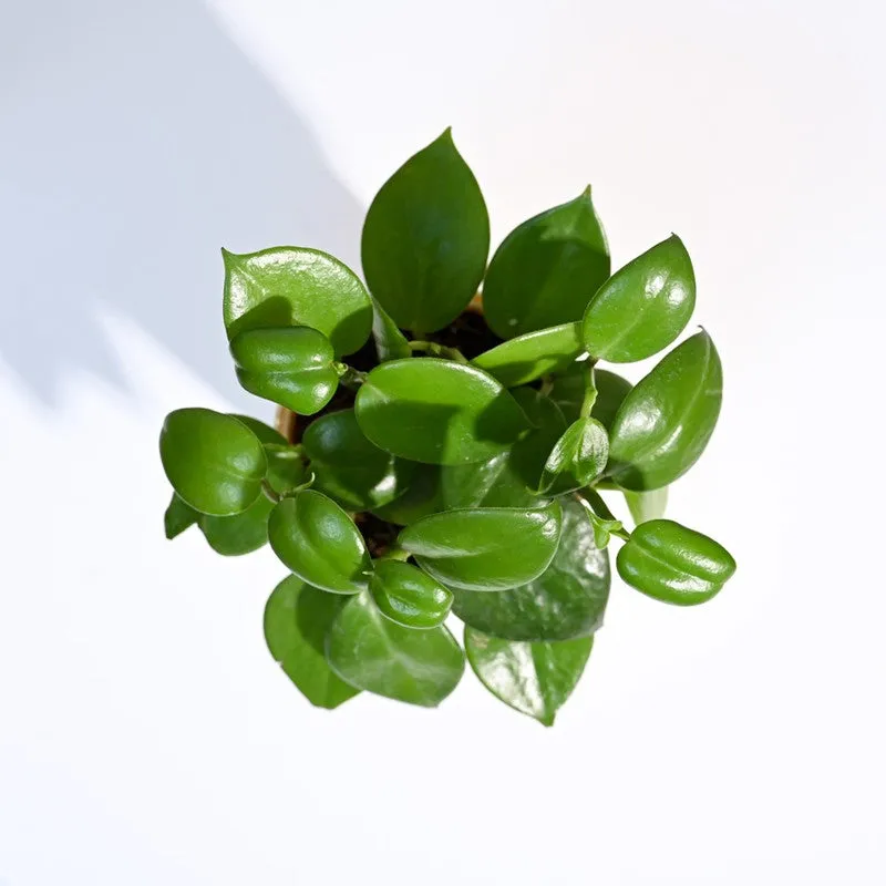 Ugaoo Peperomia Green Creeper Plant media 6