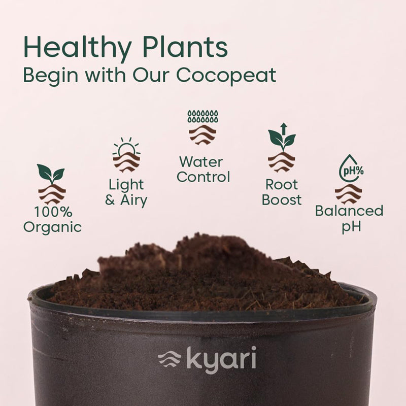 Kyari Spider Plant With Self Watering Pot - Black media 5