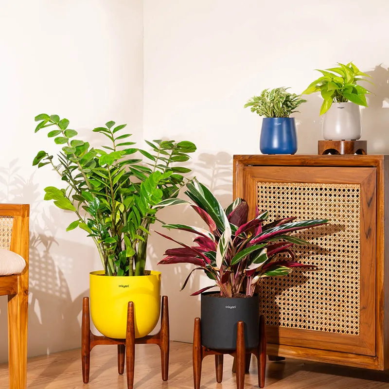 Kyari Calathea Plant With Metal Self Watering Pot (Green) - 2 Feet media 4