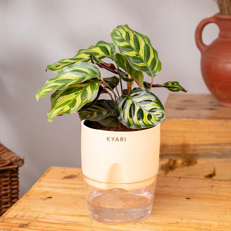 Kyari Peacock Plant With Self Watering Pot (Cream) - 18 cm media 3