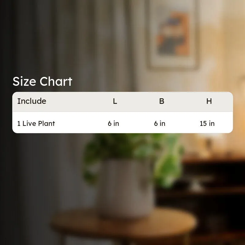 Kyari Money Plant With Metal Self Watering Pot - Beige media 9