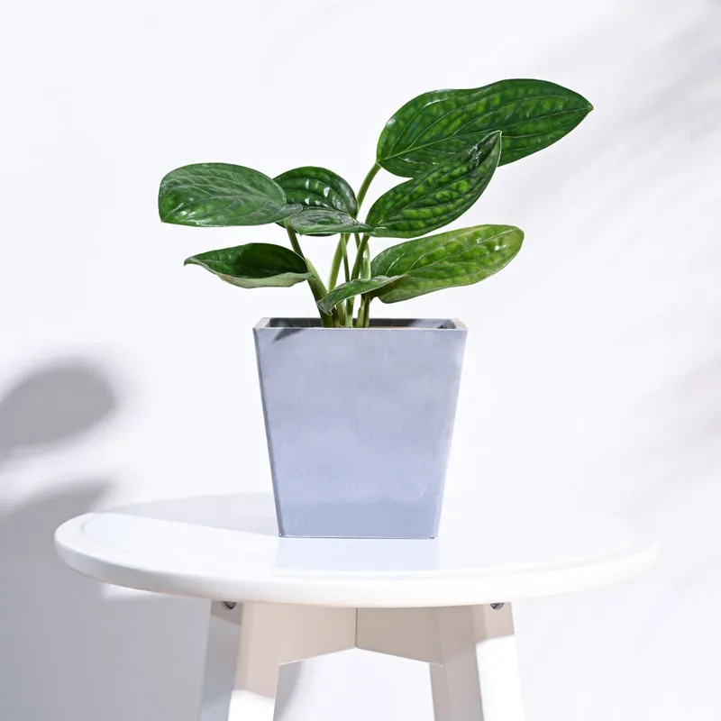 UGAOO Hague Planter for Home & Balcony Garden- Light Grey media 3