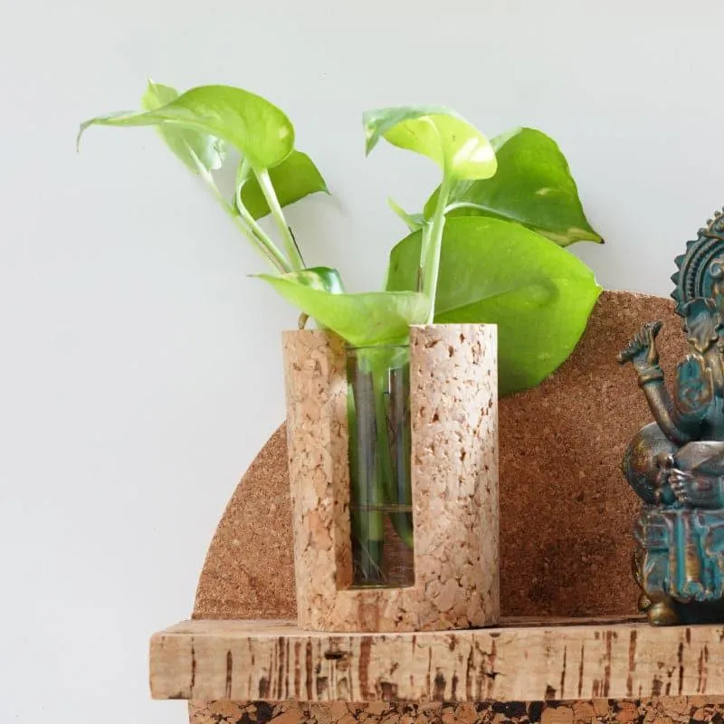 Hitcho Cork Testube Planter media 4