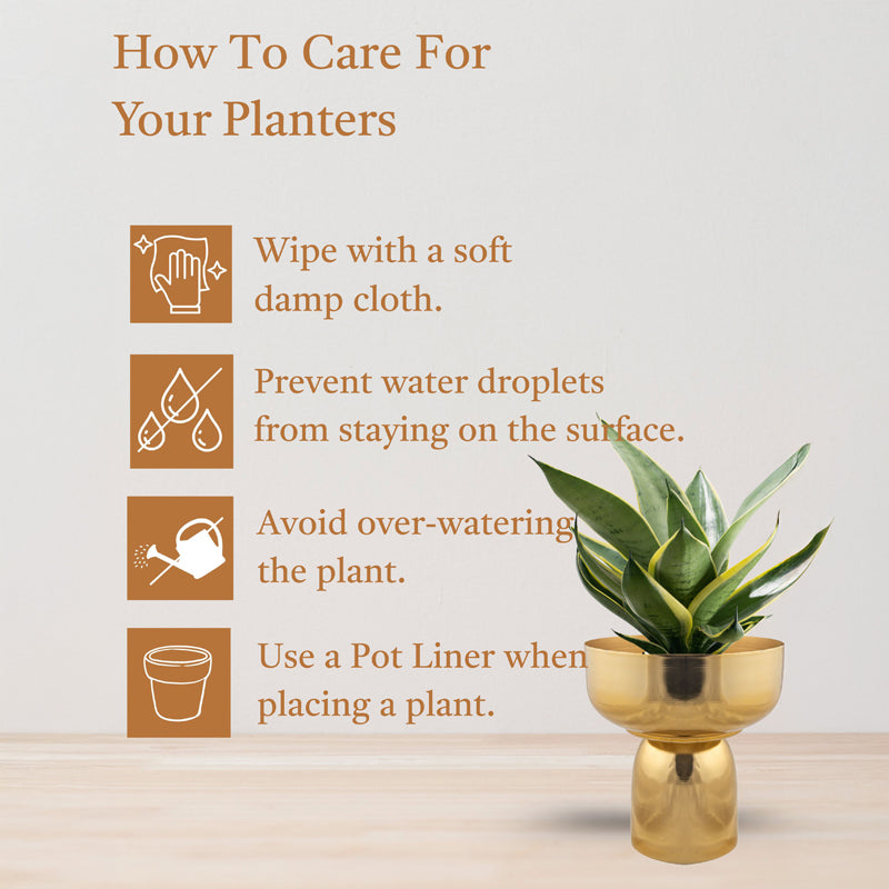Auric Roots Planter media 4