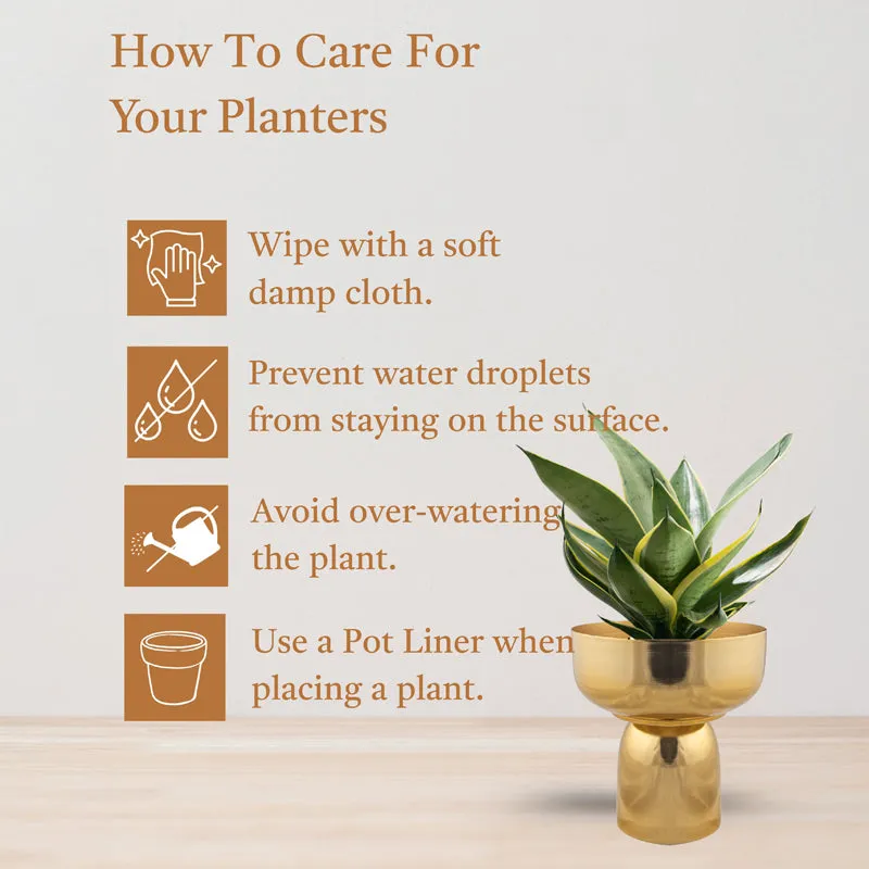 Auric Roots Planter media 4