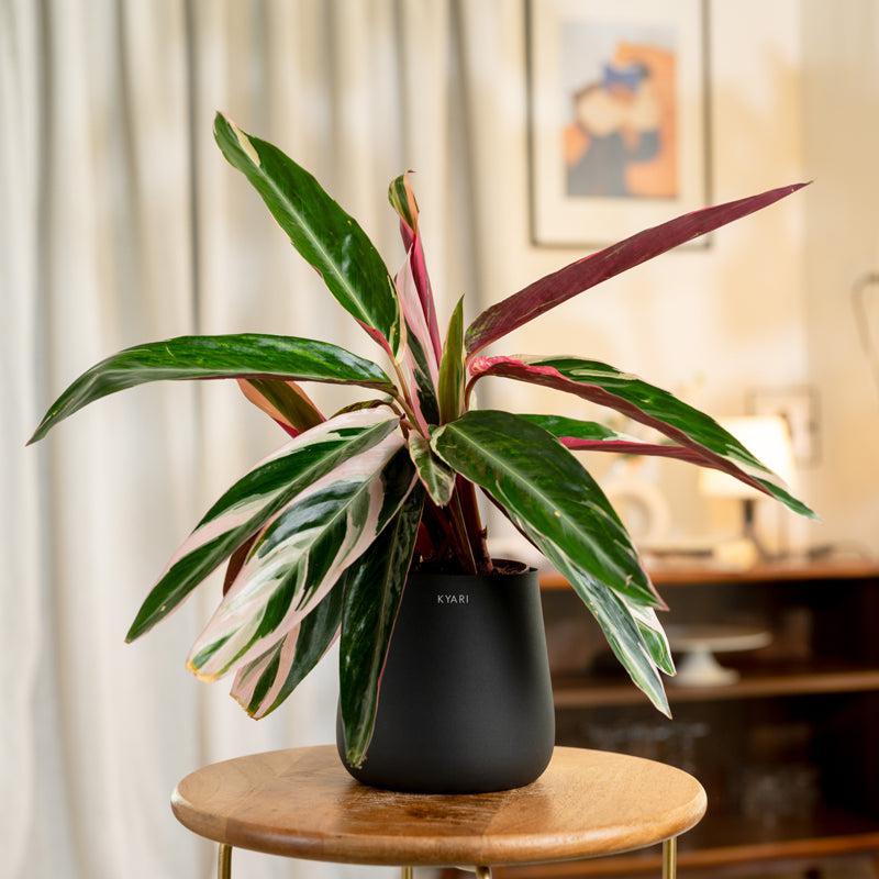 Kyari Calathea Triostar With Metal Self Watering Pot - Black