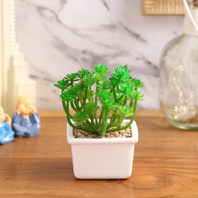 Faux Crassula In White Pot - 14.5 cms media 1