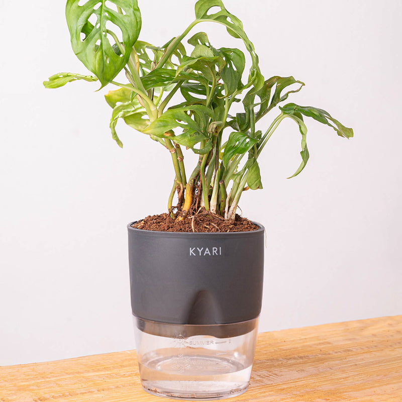 Kyari Philodendron/Broken Heart Plant With Self Watering Pot (Grey) - 18 cm media 6