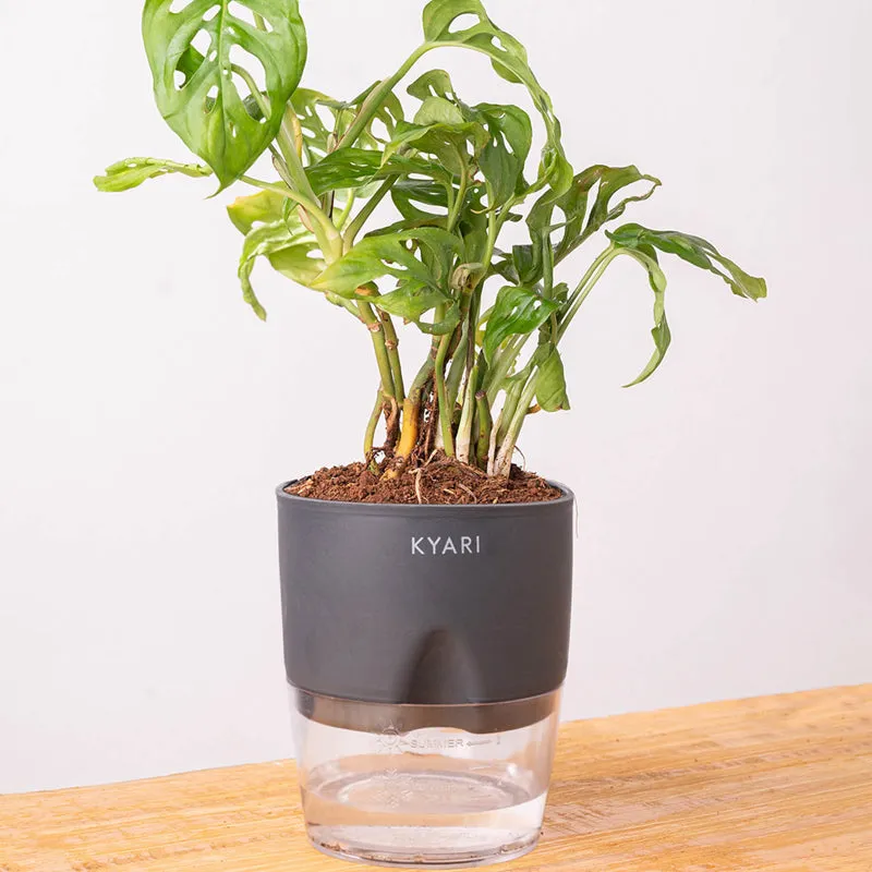 Kyari Philodendron/Broken Heart Plant With Self Watering Pot (Grey) - 18 cm media 6