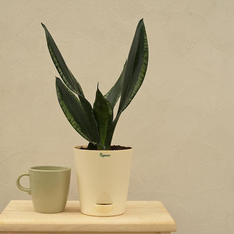 Ugaoo Sansevieria Whitney - Snake Plant media 4