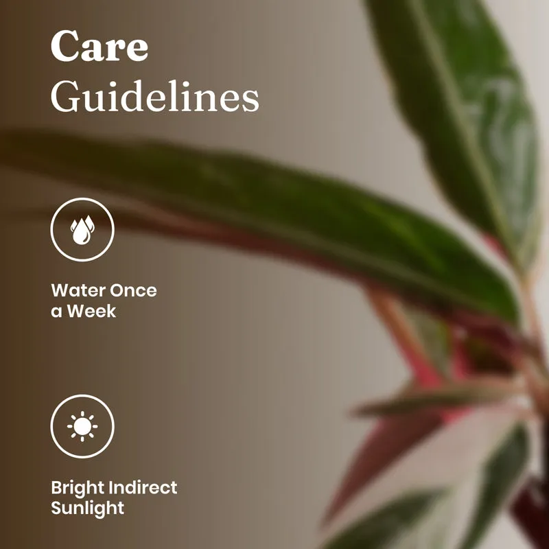 Kyari Calathea Triostar With Metal Self Watering Pot - Green media 5