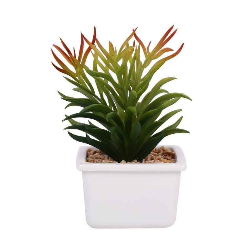 Faux Senecio In White Pot - 16 cms media 3