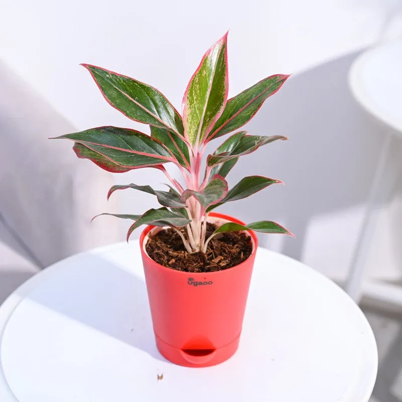 Ugaoo Aglaonema Red Plant - 30cm media 6