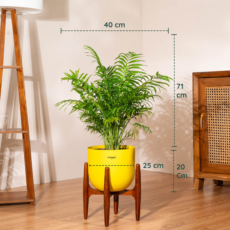 Kyari Areca Palm With Metal Self Watering Pot (Yellow) - 3 Feet media 5
