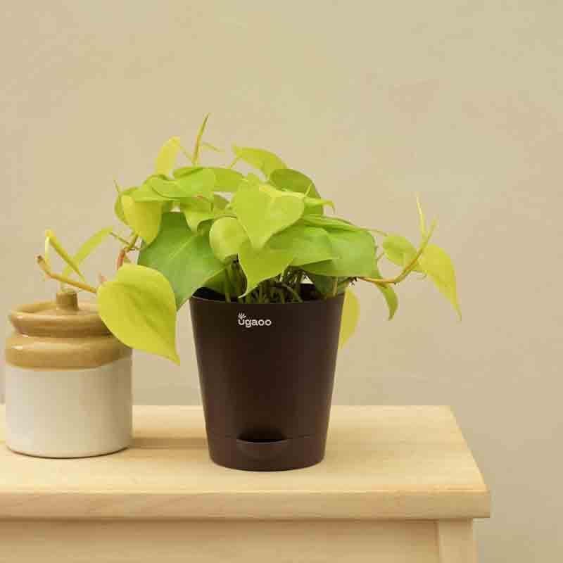 Ugaoo Philodendron Oxycardium Golden Plant media 3