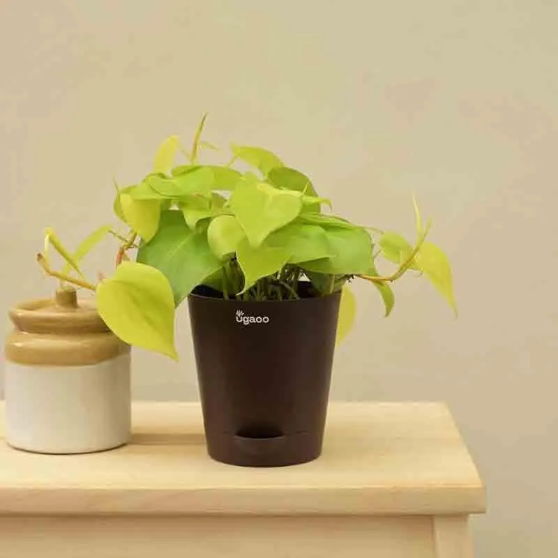 Ugaoo Philodendron Oxycardium Golden Plant media 3
