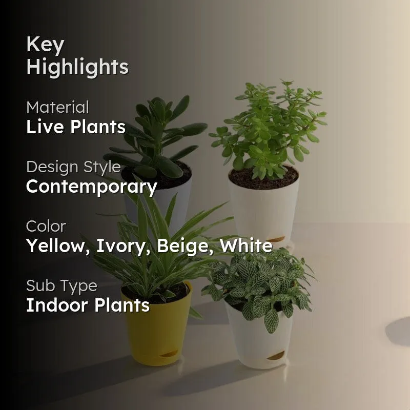 Ugaoo Jade, Spider, Fittonia, Crassula Ovata Indoor Plants With Pot - Set Of Four media 2