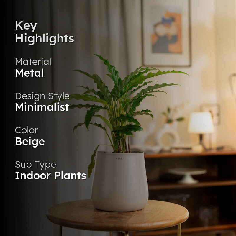 Kyari Calathea Rufibarba With Metal Self Watering Pot - Beige media 2