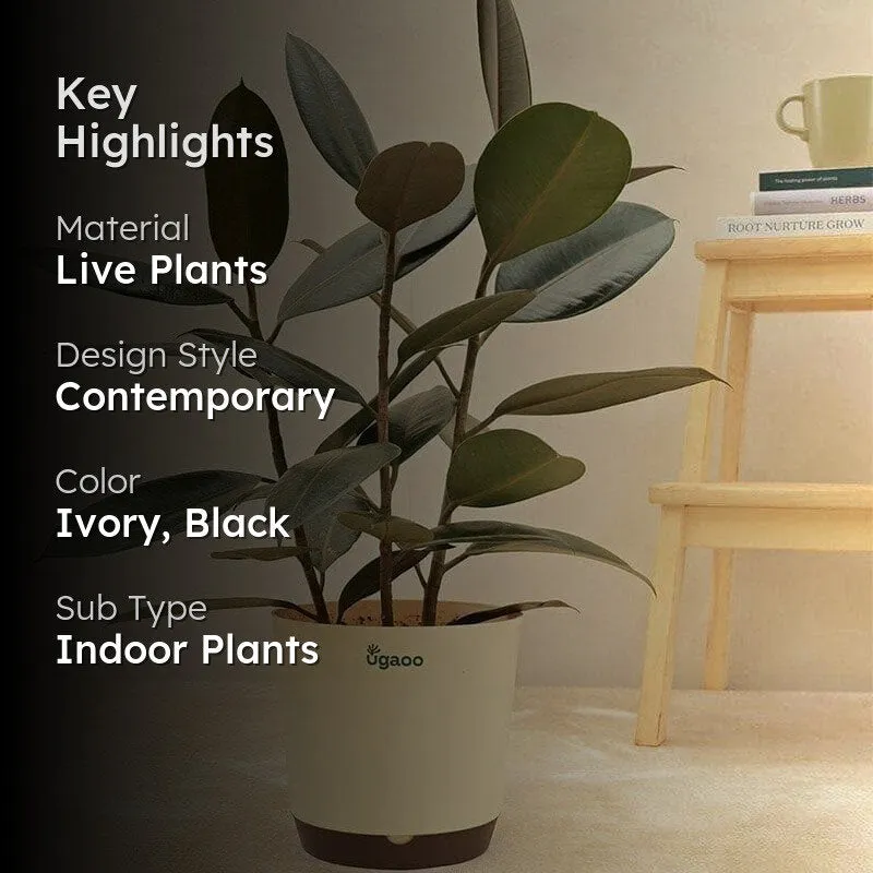 Ugaoo Air Purifying Rubber Plant With Self Watering Pot media 2