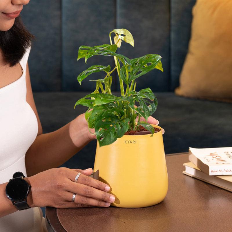 Kyari Monstera Adansonii With Metal Self Watering Pot - Yellow media 4